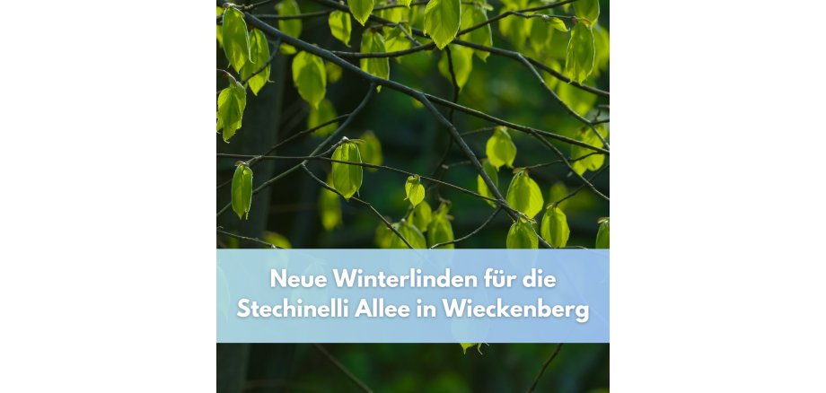 Winterlinden Allee - 1